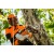 Аккумуляторная пила Stihl MSA 161 T-10" (без аккумулятора и зарядного устройства) в Йошкар-Оле