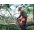 Бензопила Husqvarna 120 Mark II-16" + дополнительная цепь в Йошкар-Оле