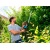 Электроножницы Gardena ComfortCut 550/50 в Йошкар-Оле