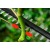 Высоторез аккумуляторный Bosch UniversalHedgePole 18 (без аккумулятора и зарядного устройства) в Йошкар-Оле