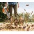 Воздуходувка бензиновая Stihl BG 56 в Йошкар-Оле