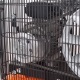Компрессор поршневой Patriot Remeza СБ 4/С-100 LB 30 A в Йошкар-Оле